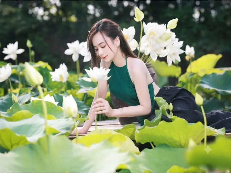 Chọn hoa sen trắng làm quà tặng