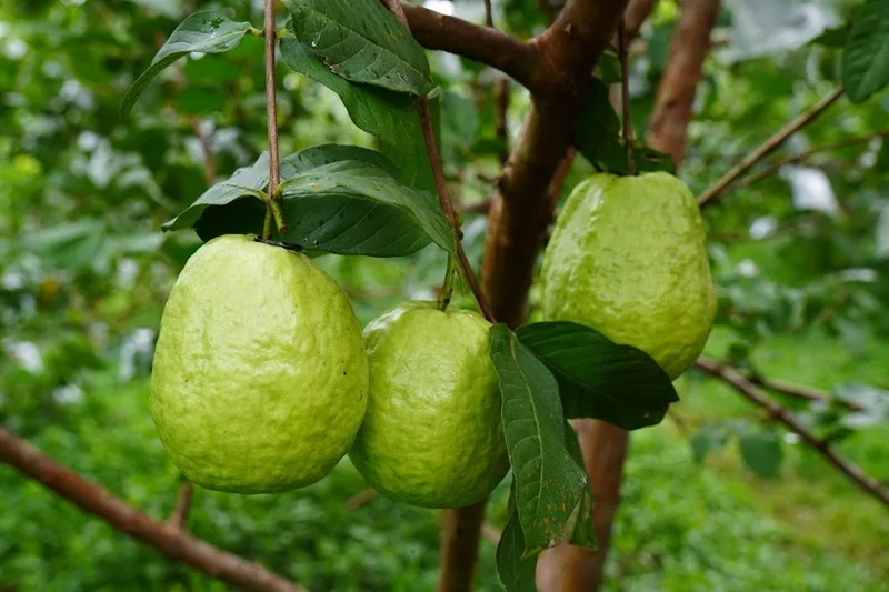 Ổi chứa lượng vitamin C dồi dào và chất xơ hỗ trợ hệ tiêu hóa hoạt động tốt hơn.