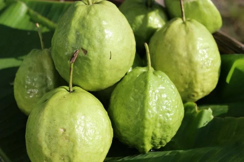 Ưu tiên ăn ổi nguyên quả thay vì uống nước ép để giữ trọn vẹn lượng chất xơ tự nhiên.