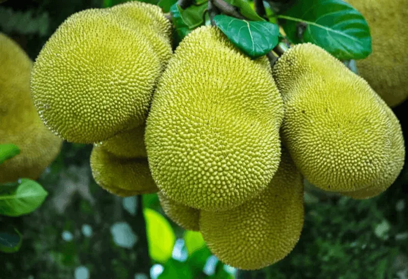 Giấc mơ thấy quả mít thường gắn liền với biểu tượng sung túc và thành quả trong dân gian.