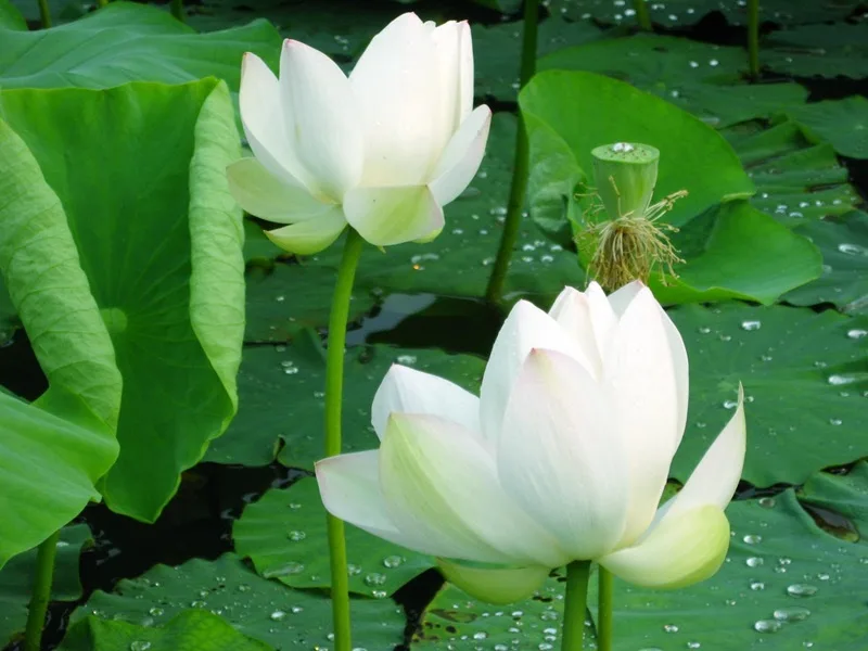 Hình ảnh đóa sen trắng vươn lên từ bùn nhơ gắn liền với sự thanh tịnh, giác ngộ trong Phật giáo.