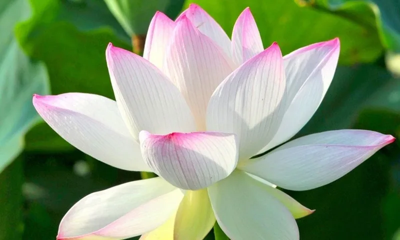 Sen trắng là thông điệp về tình yêu chân thành, sự thủy chung và lòng tôn trọng sâu sắc.