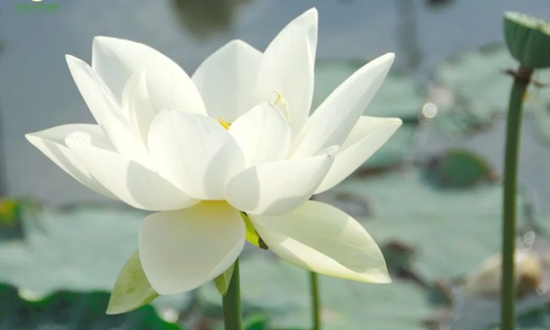 Một bình sen trắng đặt trong phòng khách giúp kiến tạo không gian sống thanh lịch và thư thái.
