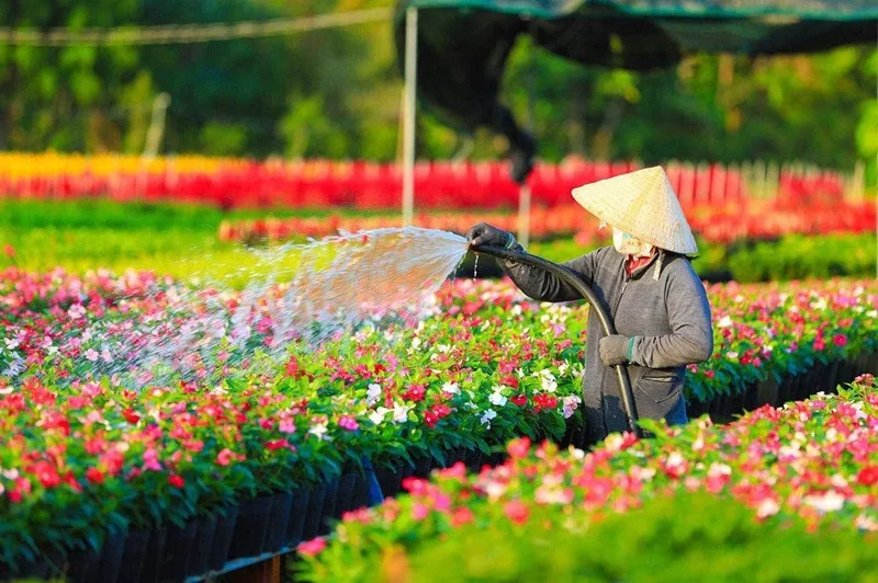 Làng hoa kiểng Sa Đéc rực rỡ sắc màu, là thủ phủ hoa lớn nhất miền Tây.