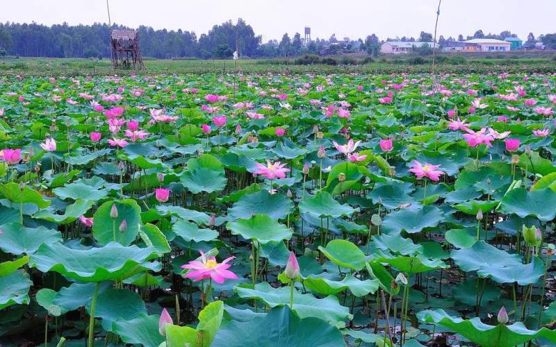 Đầm sen Tháp Mười bạt ngàn hương sắc cùng những món ăn dân dã đậm chất miền Tây.