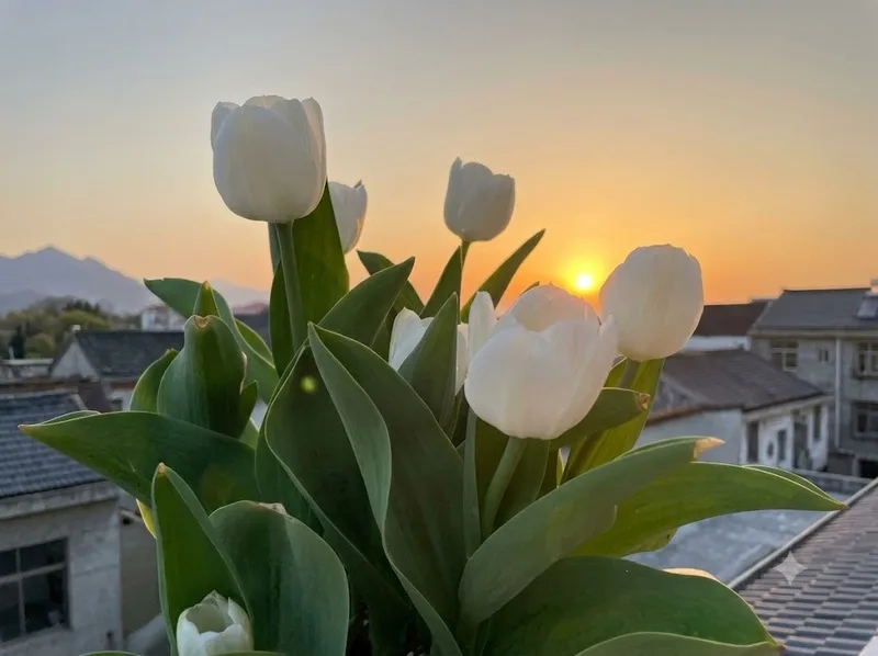 Hoa tulip trắng tượng trưng cho khởi đầu mới và hy vọng về tương lai