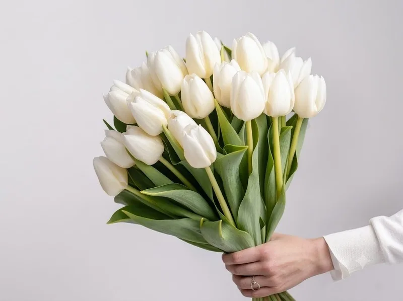 Sắc trắng tinh khôi của tulip tượng trưng cho sự thuần khiết và trong sáng